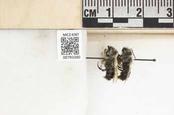 Media type: image;   Entomology 793380 Aspect: Labels